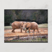 Carte Postale Éléphants d'Afrique (Devant)