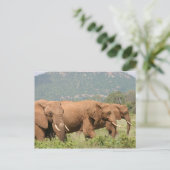Carte Postale Éléphants dans la savane, Samburu, Kenya, Afrique (Debout devant)