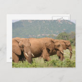 Carte Postale Éléphants dans la savane, Samburu, Kenya, Afrique (Devant / Derrière)