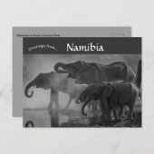 Carte Postale Eléphants dans le Parc national d'Etosha Namibie (Devant / Derrière)