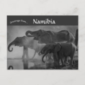 Carte Postale Eléphants dans le Parc national d'Etosha Namibie (Devant)