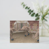 Carte Postale Éléphants de cirque drôles (Debout devant)
