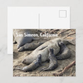 Carte Postale Éléphants de mer (Devant / Derrière)