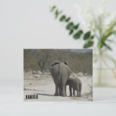 Carte Postale éléphants de namibie (Debout devant)