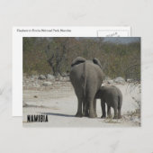 Carte Postale éléphants de namibie (Devant / Derrière)