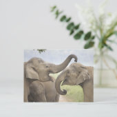 Carte Postale Éléphants indiens/asiatiques jouent le combat, (Debout devant)