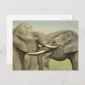 Carte Postale Éléphants indiens/asiatiques jouent le combat, (Devant / Derrière)