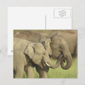 Carte Postale Éléphants indiens/asiatiques partageant a (Devant / Derrière)