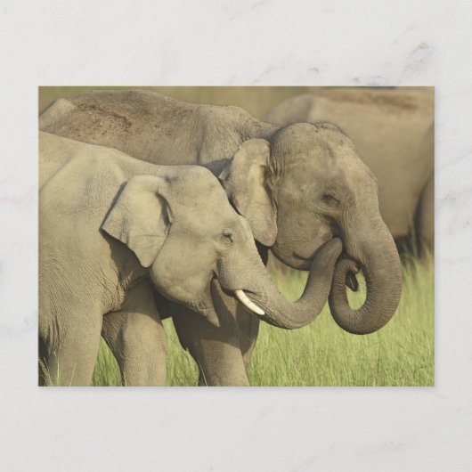 Carte Postale Éléphants indiens/asiatiques partageant a (Devant)