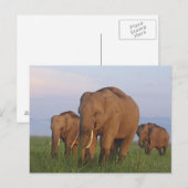 Carte Postale Éléphants indiens dans la prairie (Devant / Derrière)