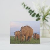 Carte Postale Éléphants indiens dans la prairie (Debout devant)