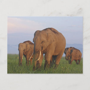 Carte Postale Eléphants indiens dans la prairie, Corbett