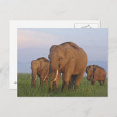 Carte Postale Eléphants indiens dans la prairie, Corbett (Devant / Derrière)