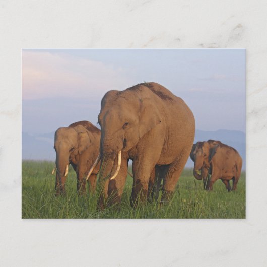 Carte Postale Eléphants indiens dans la prairie, Corbett (Devant)