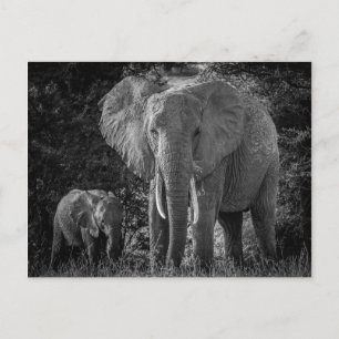 CARTE POSTALE ÉLÉPHANTS MÈRE ET BÉBÉ - NOIR ET BLANC