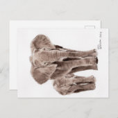 Carte Postale elephants post card (Devant / Derrière)