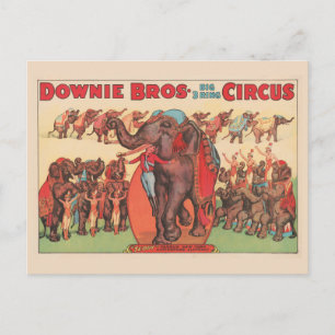 Carte Postale Éléphants Savants Avec Femmes Et Dresseur.