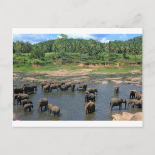 Carte Postale Eléphants Sri Lanka