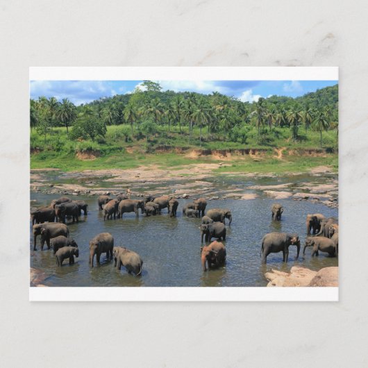 Carte Postale Eléphants Sri Lanka (Devant)