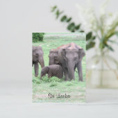 Carte Postale éléphants sri lankais (Debout devant)