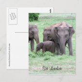 Carte Postale éléphants sri lankais (Devant / Derrière)