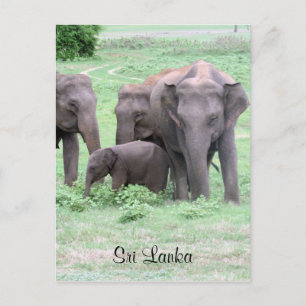 Carte Postale éléphants sri lankais
