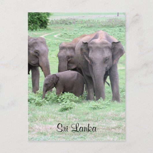 Carte Postale éléphants sri lankais (Devant)