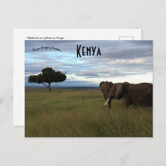 Carte Postale Eléphants sur une plaine au Kenya (Devant / Derrière)