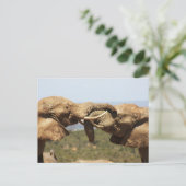 Carte postale Elephants Tussling (Debout devant)