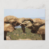 Carte postale Elephants Tussling (Devant)