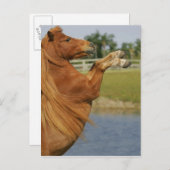 Carte Postale Élevage de chevaux miniatures (Devant / Derrière)