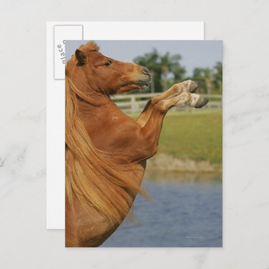 Carte Postale Élevage de chevaux miniatures (Devant / Derrière)