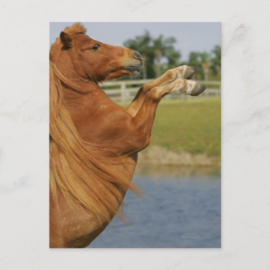 Carte Postale Élevage de chevaux miniatures (Devant)