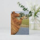 Carte Postale Élevage de chevaux miniatures (Debout devant)