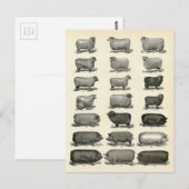 Carte Postale Élevage victorien de porcs et de moutons (Devant / Derrière)