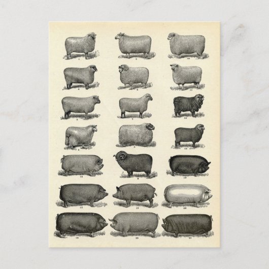 Carte Postale Élevage victorien de porcs et de moutons (Devant)