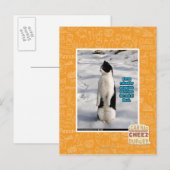 Carte Postale Élevé par des pingouins (Devant / Derrière)