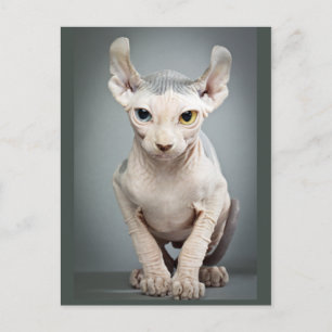 Carte Postale Elf Sphinx Photo de chat