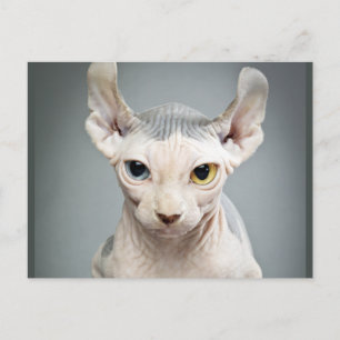Carte Postale Elf Sphinx Photo de chat