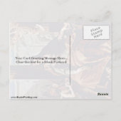 Carte Postale Élisabeth De Hongrie Par Sebastiano Ricci (Dos)