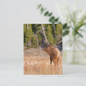 Carte Postale Elk (Debout devant)