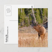 Carte Postale Elk (Devant / Derrière)