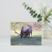 Carte postale Elk (Debout devant)
