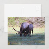 Carte postale Elk (Devant / Derrière)