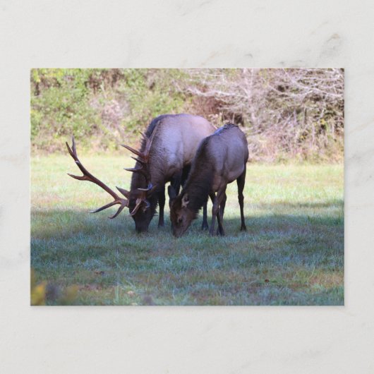 Carte postale Elk (Devant)