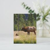 Carte Postale Elk (Debout devant)