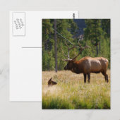 Carte Postale Elk (Devant / Derrière)