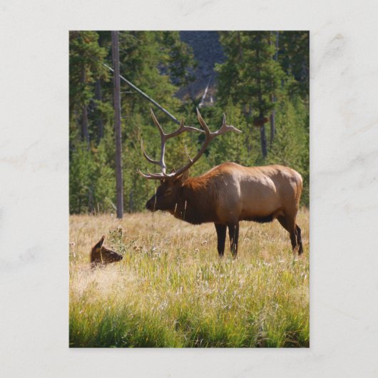 Carte Postale Elk (Devant)