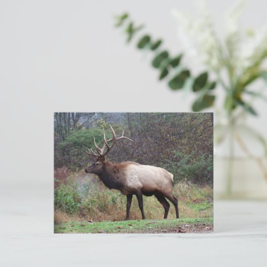 Carte postale Elk (Debout devant)