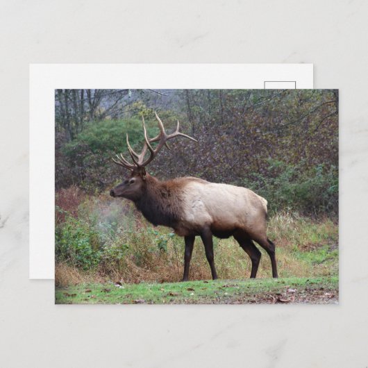 Carte postale Elk (Devant / Derrière)